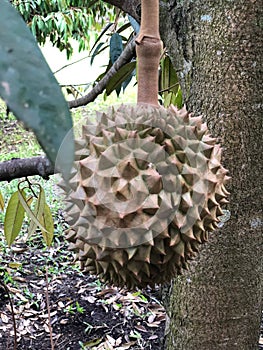 Green Unripe Durian Fruit