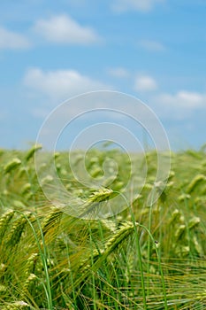 Green unripe ears of barley in a field on a summer day against a blue sky.