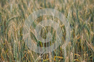 Green unripe ears of wheat on a blurred background