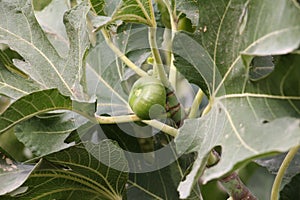 Green unripe figs on the branch