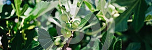 green unripe figs fruits on the branch of a fig tree or sycamine with plant leaves cultivated on wild garden farm homesteading in