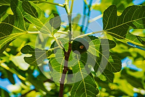 Green unripe figs fruits on the branch of a fig tree or sycamine with plant leaves in sunny summer day