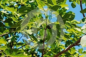 Green unripe figs fruits on the branch of a fig tree or sycamine with plant leaves in sunny summer day