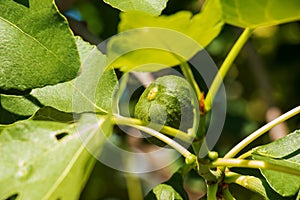 Green unripe figs fruits on the branch of a fig tree or sycamine with plant leaves in sunny summer day