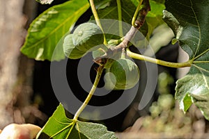 Green unripe figs growing on a tree in Italy, Campania