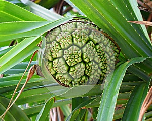 Green Unripe Fruit of Pandanus Odorifer - Kewda or Umbrella Tree - Pine - Tropical Plant of Andaman Nicobar Islands