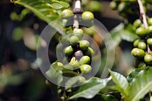 The green unripe grain of coffee