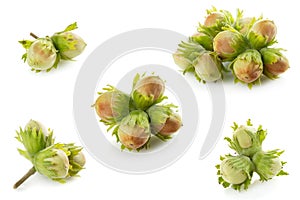 Green Unripe Hazelnuts