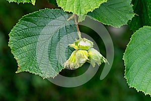 Green unripe hazelnuts on a branch in the garden.