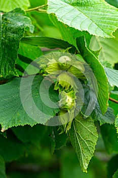 Green unripe hazelnuts on a branch in the garden.