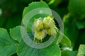 Green unripe hazelnuts on a branch in the garden.