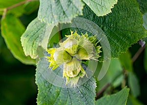 Green unripe hazelnuts on a branch in the garden.