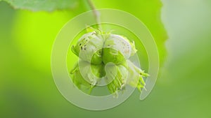 Green unripe hazelnuts or corylus avellana, on the branch on a sunny summer day. Slow motion.