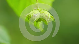 Green unripe hazelnuts or corylus avellana, on the branch on a sunny summer day. Slow motion.