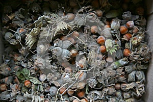 Green unripe hazelnuts . green wild hazelnut . Organic and fresh hazelnuts on the background