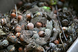 Green unripe hazelnuts . green wild hazelnut . Organic and fresh hazelnuts on the background