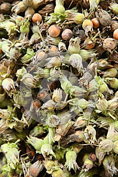 Green unripe hazelnuts . green wild hazelnut . Organic and fresh hazelnuts on the background