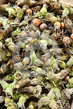 Green unripe hazelnuts . green wild hazelnut . Organic and fresh hazelnuts on the background