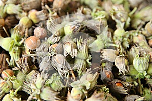 Green unripe hazelnuts . green wild hazelnut . Organic and fresh hazelnuts on the background