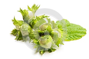 Green unripe hazelnuts isolated on white background