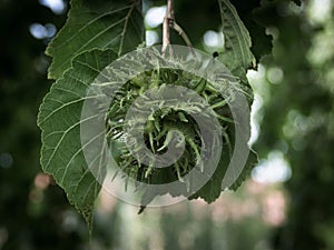 Green unripe hazelnuts on the tree