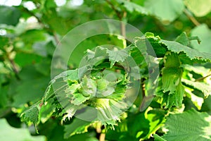Green unripe hazelnuts on a tree. Growing hazelnuts in a garden