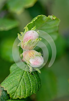 Green unripe hazelnuts on the tree