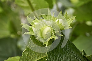 Green unripe hazelnuts and tree leafs