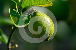 Green unripe lemon citrus fruits growing on lemon tree close up