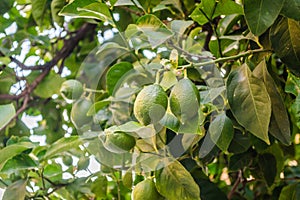 Green, unripe lemon fruit on tree branches