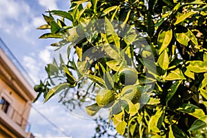 Green, unripe lemon fruit on tree branches