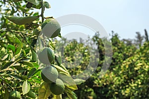 Green unripe lemons growing on tree, blue sky in background