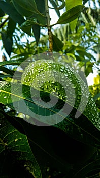 green unripe mango with water drops