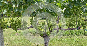 Green, Unripe, Merlot Grapes on the Vine