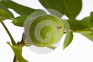 Green unripe nut on a branch