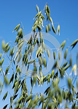 Green unripe oats photo