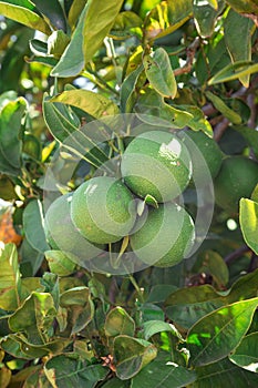 green unripe oranges hanging on tree next to green leaves, growing and ripen to sweet healthy vitamin fruits