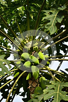 Green and unripe papaya on trees
