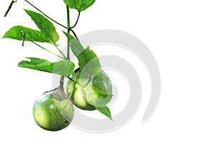 Green unripe passion fruit hanging on vine on white background