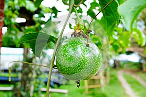 Green unripe passionfruit