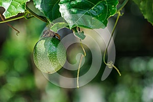 Green unripe passionfruit hang on tree