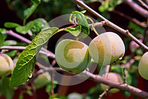 Green unripe plums on the plum tree.