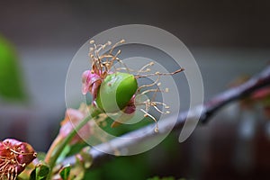 Green unripe Rainier cherry berries with withering blossom attached in detail, macro close up with tree branches blurred in backgr