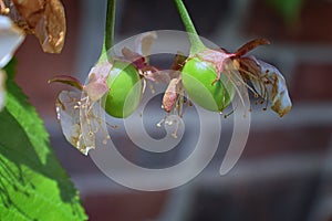 Green unripe Rainier cherry berries with withering blossom attached in detail, macro close up with tree branches blurred in backgr