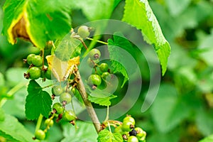 Green unripe red currant berries many fruits on the background of the leaves of the bush