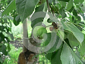 Green apples in the garden photo