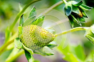 Green unripe strawberry close up. Unripe strawberries with flower