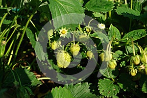 Green unripe strawberry in the garden on a sunny morning