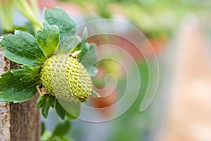 Green unripe strawberry in grrenhouse in the mountains of malaysia