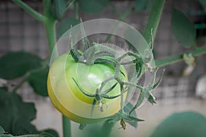 Green unripe tomato